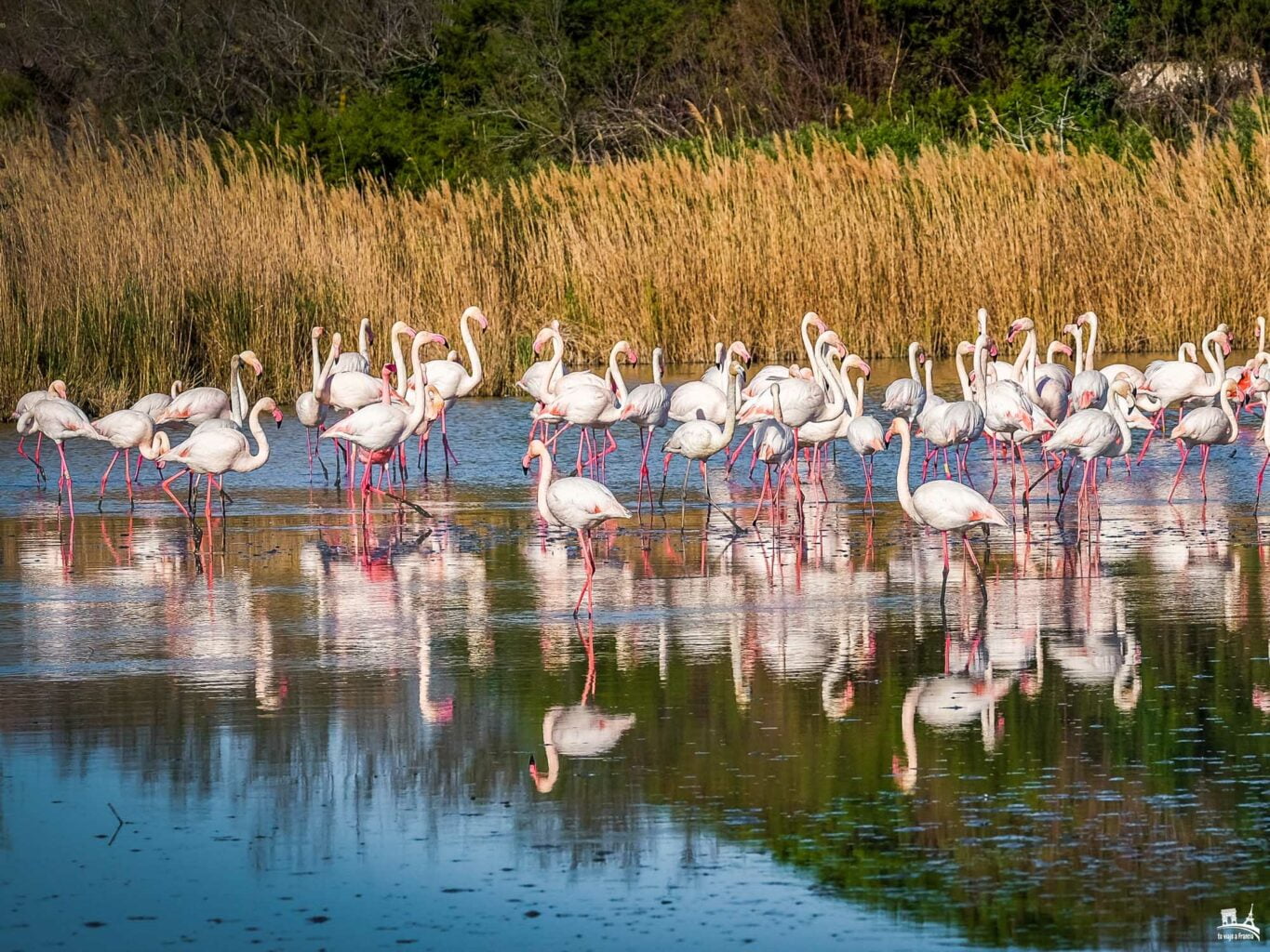 Parque Natural Regional de la Camarga